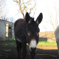 Âne des pyrénées #3