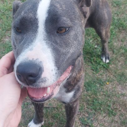 Adorable chienne amstaff de 4 ans #1