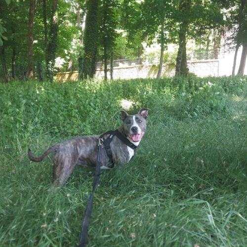 Adorable chienne amstaff de 4 ans #6