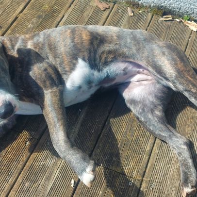 Adorable chienne amstaff de 4 ans #7