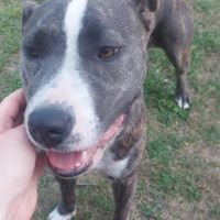 Adorable chienne amstaff de 4 ans #1