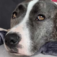 Adorable chienne amstaff de 4 ans #2