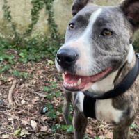 Adorable chienne amstaff de 4 ans