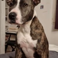 Adorable chienne amstaff de 4 ans #4