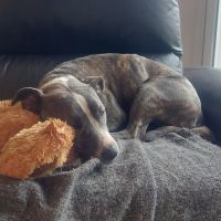 Adorable chienne amstaff de 4 ans #5