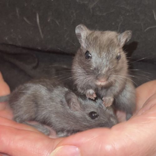 Bébés gerbilles femelles #0