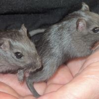 Bébés gerbilles femelles #1