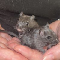 Bébés gerbilles femelles #2