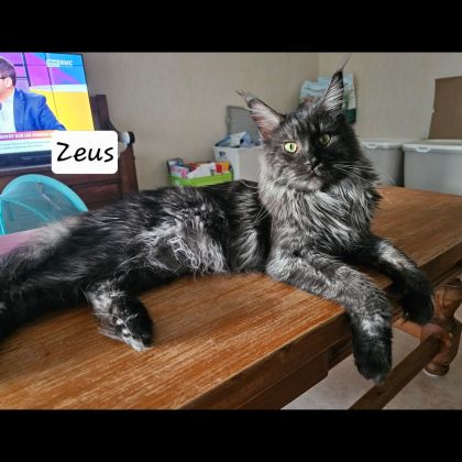 Male maine coon loof #0