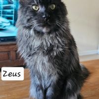 Male maine coon loof #1