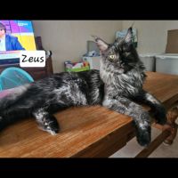 Male maine coon loof