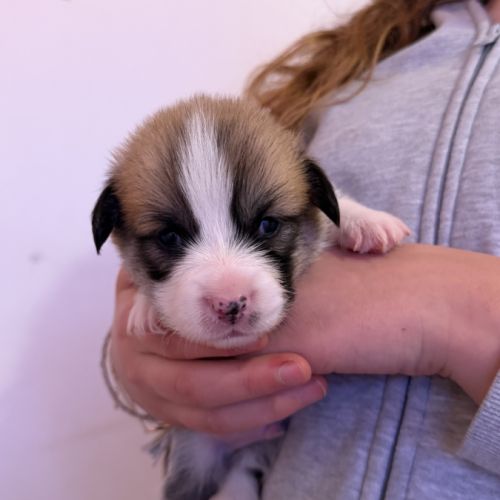 À réserver welsh corgi pembroke #3