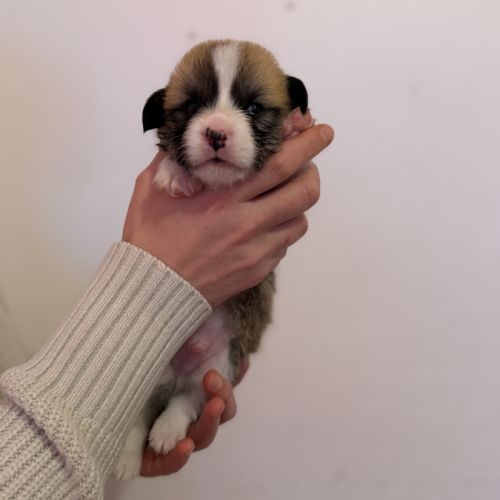 À réserver welsh corgi pembroke #5