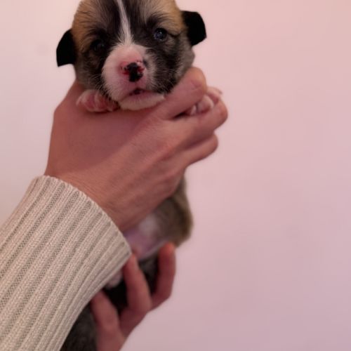 À réserver welsh corgi pembroke #6