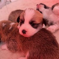 À réserver welsh corgi pembroke #1