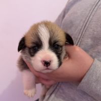 À réserver welsh corgi pembroke