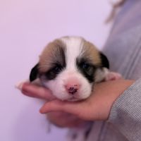 À réserver welsh corgi pembroke #4