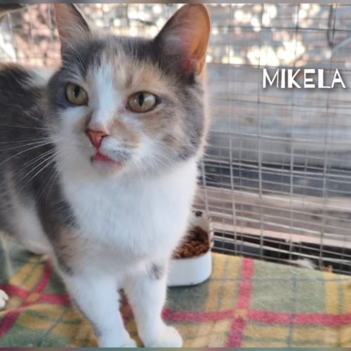 Mikela se trouve dans un refuge en ukraine #2