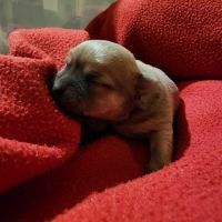 Chiot chihuahua couleur rare a vendre