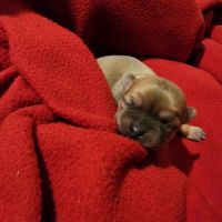 Chiot chihuahua couleur rare a vendre #2