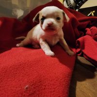 Chiot male croisé chihuahua shitzu #0