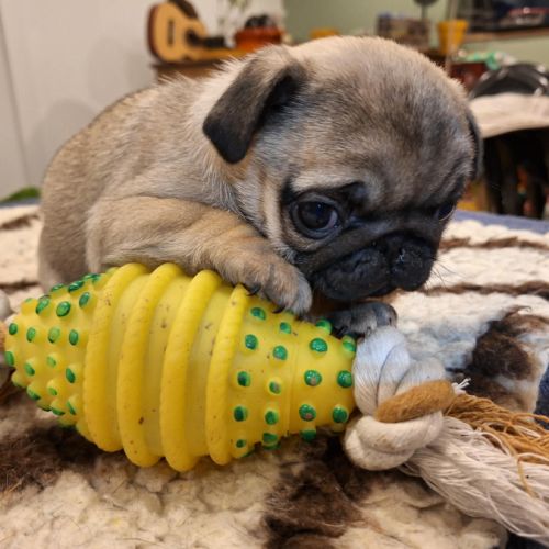 Magnifique femelle carlin lof #0