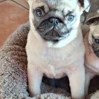 Magnifique femelle carlin lof #2