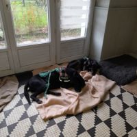 Nala chienne réunion #2