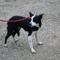 Chien voria dite pepone  à l adoption