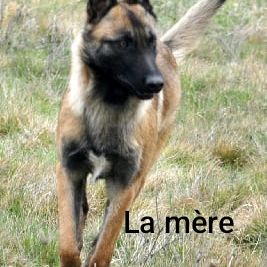 Chiots malinois #0
