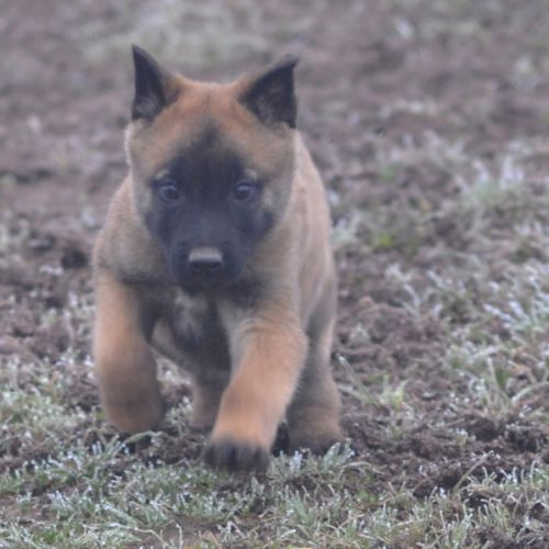 Chiots malinois #4
