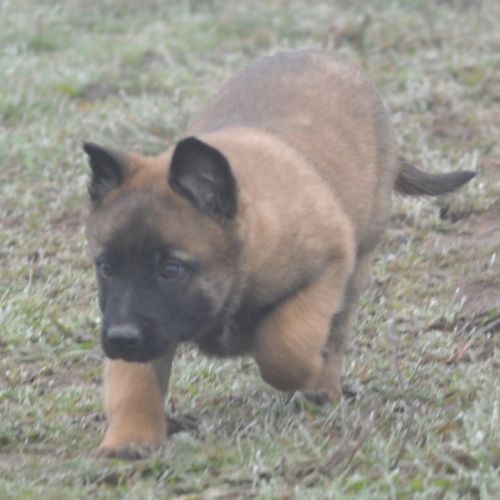 Chiots malinois #5