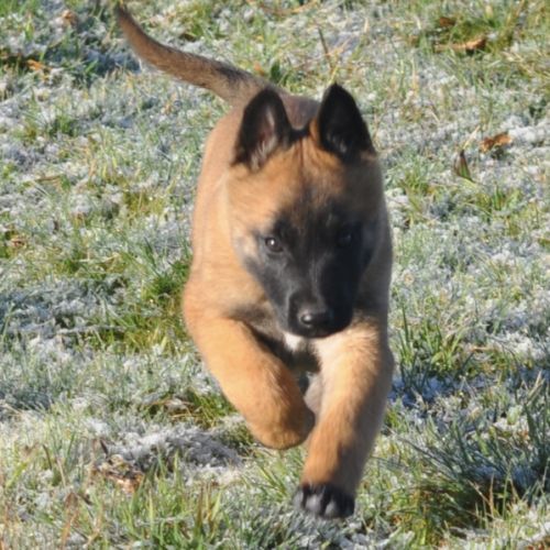 Chiots malinois #6