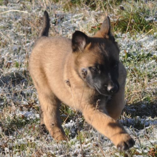 Chiots malinois #7