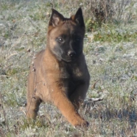 Chiots malinois #8