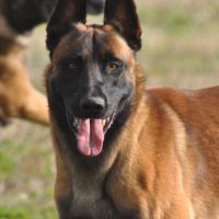 Chiots malinois #2