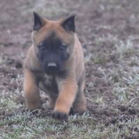 Chiots malinois #4