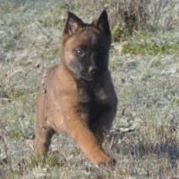 Chiots malinois #8