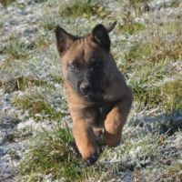 Chiots malinois #9