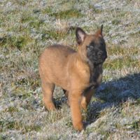 Chiots malinois #10