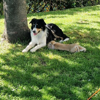 Vends saillie border-collie lof travail #2