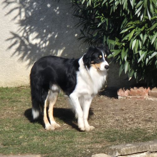 Vends saillie border-collie lof travail #3