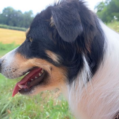 Vends saillie border-collie lof travail #4