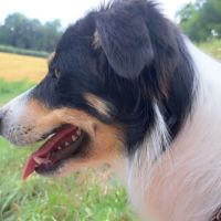 Vends saillie border-collie lof travail #4