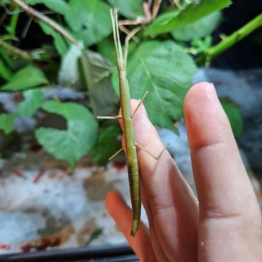 Carausius morosus, phasme baton #0