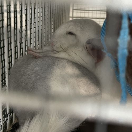 Vends deux sœur chinchilla cause mutation étranger