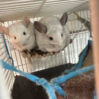 Vends deux sœur chinchilla cause mutation étranger #1