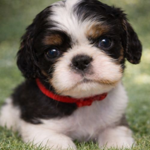 Magnifique chiots king charles #1