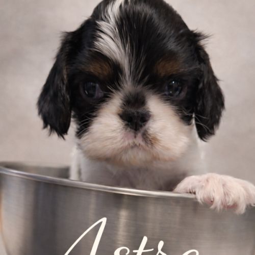 Magnifique chiots king charles #2