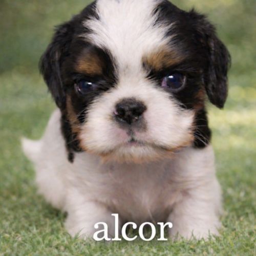 Magnifique chiots king charles #5